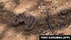 Poskok je najveća i najotrovnija zmija u Europi, naraste između 65 i 90 centimetara, i zaštićena je životinja u BiH