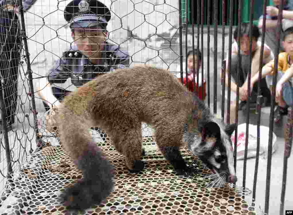 Međutim, neke od &quot;mokrih pijaca&quot; bile su poznate po tome što su prodavale egzotične životinje, kao što su cibetke. Izbijanje epidemije korona virusa, koji je poznat kao SARS, 2003. godine povezuje se sa zaraženim mesom slepog miša. SARS je ubio hiljade ljudi u nekoliko država. Kineske vlasti su na epidemiju odgovorile ubijanjem oko deset hiljada slepih miševa.&nbsp;