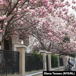 Magnolii înflorite în București în cartierul Aviatorilor, nu departe de Piața Victoriei.