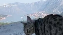 Dan mačaka u 'gradu mačaka'