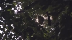 რაჭა ახალგაზრდებით - ფენოვანი 2.20 