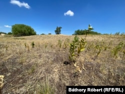 A vaddohány vígan megél a magyar félsivatagban. Ezen kívül minden növény haldoklik