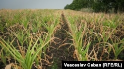 Agricultorii care au avut de suferit din cauza secetei sunt chemați să-și perfecteze acte de constatare a pagubelor.