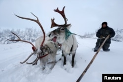 A herder with reindeers in the tundra area of Russia's Nenets autonomous district.