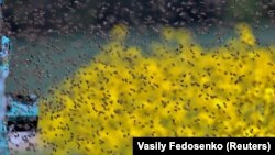 Пчели летаат во и надвор од кошници. Промената на климата влијае врз здравјето на луѓето, но и врз произвдството на храна. Во Македонија пчеларството најмногу ги чувствува климатските промени, според членови на Сојузот на пчеларски здруженија. 