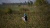 FILE: An Afghan girl laborer works in a cotton field on the outskirts of the northern city of Mazar-e Sharif.