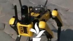 Куче-робот ја чува античка Помпеја