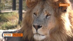 Росіянку покусали леви у Криму | Крим.Реалії