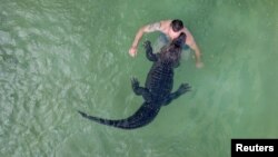 Бившият цирков артист Кристиан Каулис плува с г-жа Майер, американски алигатор, в открития басейн в Елменхорст, Германия, август 2025 г. 
