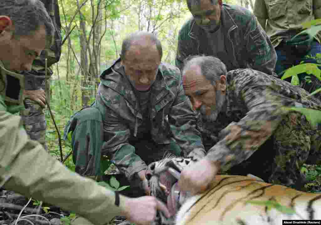 A híres/hírhedt &quot;tigrisvadászat&quot; során készült kép. 2008-ban egy, a semmiből előtört tigrist sikerült Putyinnak szempillantás alatt nyugtatólövedékkel elkábítania, és aztán még a nyomkövetőt is segített felerősíteni az állat nyaka köré.