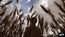 Një fermer duke korrur grurë.