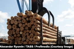 Российская древесина, архивная фотография