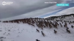 Как бегут по горам четыре тысячи лосей