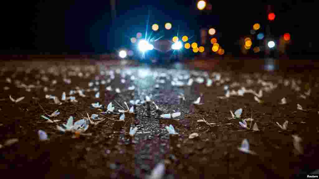 Ezek a dunavirágok már nem jutottak vissza a folyóhoz, hogy petéket rakjanak le: a fények megzavarták őket és a budapesti aszfalton fejezték be életüket