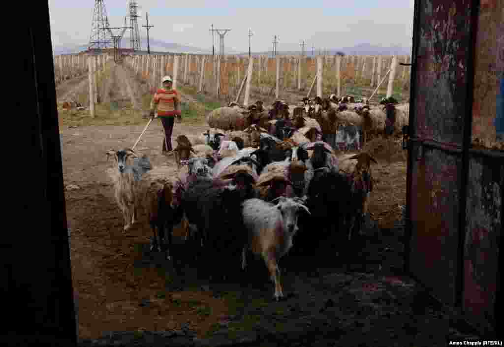 Armenski čoban i njegovo stado ovaca u Aknaliču. Dvije jazidske porodice iz Iraka su se pokušale nastaniti u ovom selu nakon bijega sa teritorija koje kontroliše IDIL, ali su nedavno otputovale za Njemačku. Mještani sela su reporteru RSE rekli da je jezička barijera bila glavni razlog za njihov odlazak.