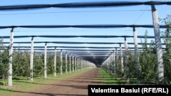 Livada din Coșernița