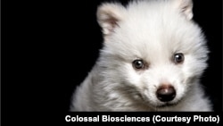 Волчонок Ромул (Фото: Colossal Biosciences)
