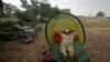 FILE: A man rests under a mosquito net to avoid bees at a honey collection point on the outskirts of Peshawar in May 2017. 