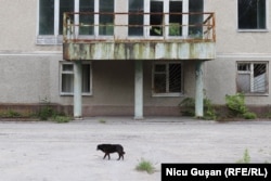 Frunza, 03 iunie, 2021