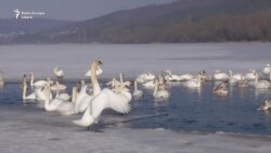 Лебединая зимовка на Днестре