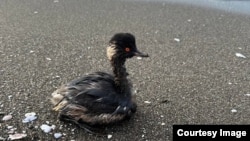 Птица, испачканная мазутом. Иллюстративное фото