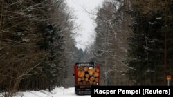 Kitermelt fákkal megrakott teherautó látható Európa egyik legősibb erdőjénél, a Bialowieza erdőben, Lengyelországban 2018. február 15-én.