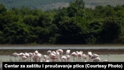Flamingosi u Parku prirode Ulcinjska solana 