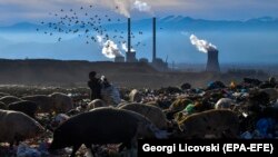 Илустрација: Свињи се хранат на депонија во близина на РЕК Битола