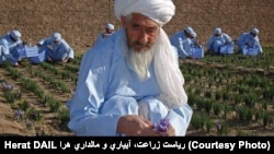 Mohammad Akbar at his saffron farm (file photo). 