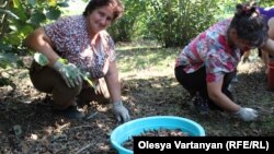 На внутреннем рынке Гальского района цена за кг ореха сейчас составляет 120 рублей, а на закупочных базах Зугдидского района его закупают по цене 150-160 рублей, поэтому населению выгодно вывозить орех в Грузию