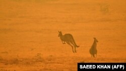 Beg ljudi i životinja od vatrene stihije u Australiji