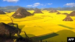 Илустрација: Полиња со маслодајна репка во Кина.