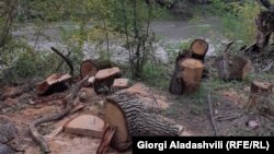 მოჭრილი ხეები ჭიაურის ჭალის ტყეში