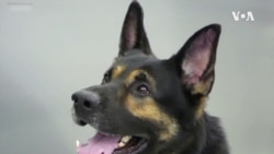 Így szimatolják ki a kutyák a koronavírust