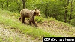 Një ari në pyjet e Malit të Zi