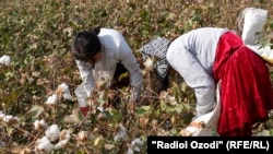 Мақомот ҳамвора мекӯянд, ки истифоад аз нерӯи кӯдакон дар ҷамъовари пахта манъ аст, вале далелҳо баракси ҳол бозгӯ мекунанд