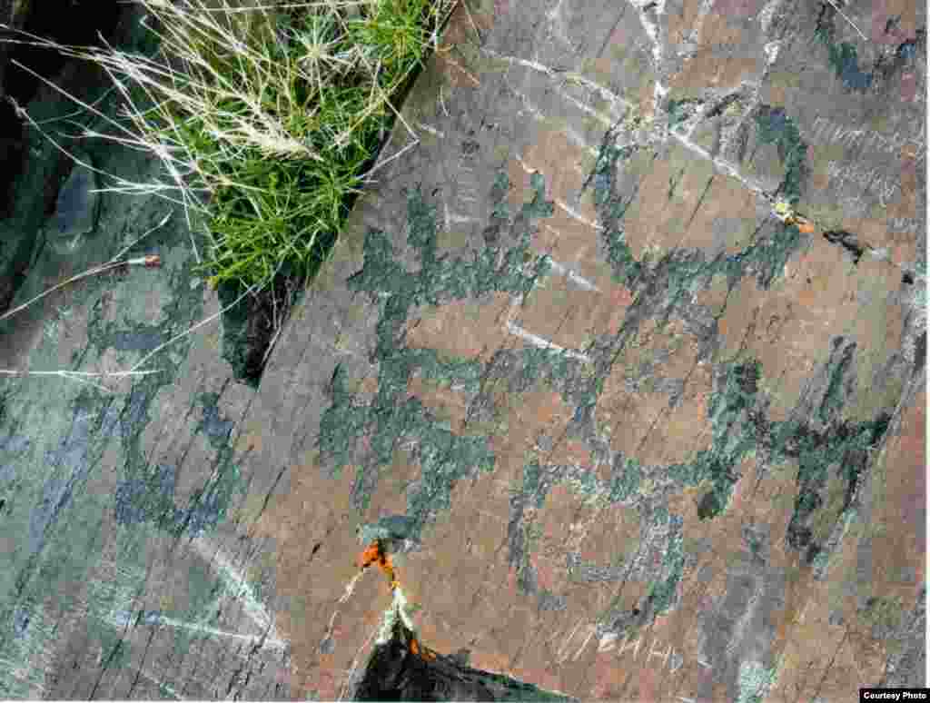 Затем запряг ее в колесницу. - Kazakhstan – Ancient petroglyphs that suggest domestication of horses on territory of Northern Kazakhstan, photo #6 from "Shynghystaw Petroglyphs" by Mukhtar Magauin