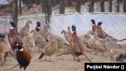 A magyar fácánneveldékre rájár a rúd: 2017-ben a madárinfluenza miatt szenvedtek óriási károkat. Fotó: Perjési Nándor