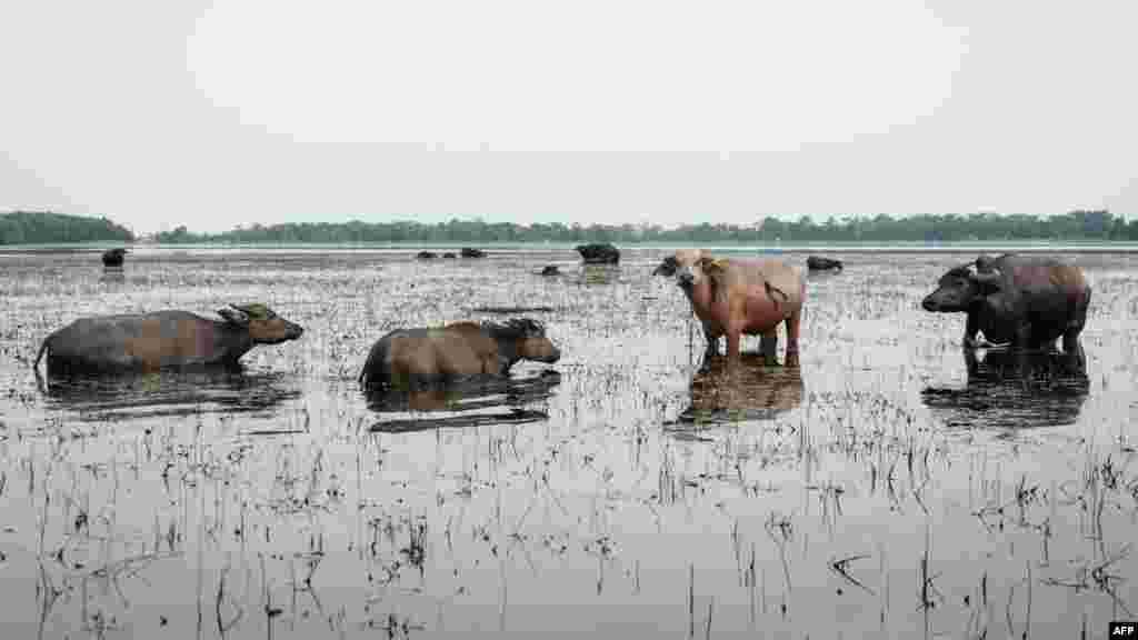 Na fotografiji: vodeni bivoli u Bangsalu, južna Sumatra, 10. juna 2025.Pokretanje tužbe nije bila laka odluka, izjavila je za AFP Marda Ellius, lokalna učiteljica kojoj je, prema njenim riječima, jedna od kompanija spomenutih u tužbi ponudila novac da povuče prijavu. Ona je to odbila. "Od samog početka smatram da su okoliš i opće dobro važniji od novca", rekla je.