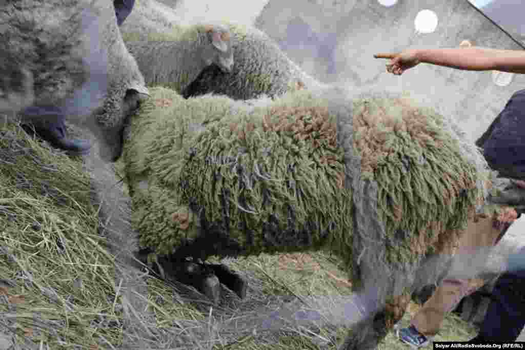 До ритуалу свята входить особлива молитва, під час якої кожен мусульманин зобов&#39;язаний зарізати вівцю, корову чи верблюда, до того кров тварини обов&#39;язково повинна збризнути землю, а не камінь чи асфальт, що є також даниною родючості землі