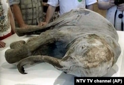 Egy 10 ezer éves mamut-kölyök megfagyott tetemét is a szibériai Tajgában fedezték fel. Szinte sértetlenül megmaradt az állat szeme és ormánya.