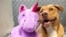 Suso the homeless dog from North Caroline who found a new home thanks to his love for the purple unicorn toy