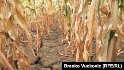 Sušom je zahvaćen veći dio poljoprivrednih površina (Ilustrativna fotografija)