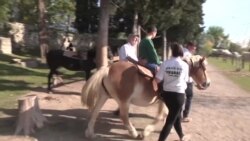 Kad vranac postane Pegaz