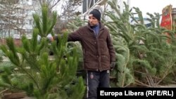 Vânzător de pini și brazi.