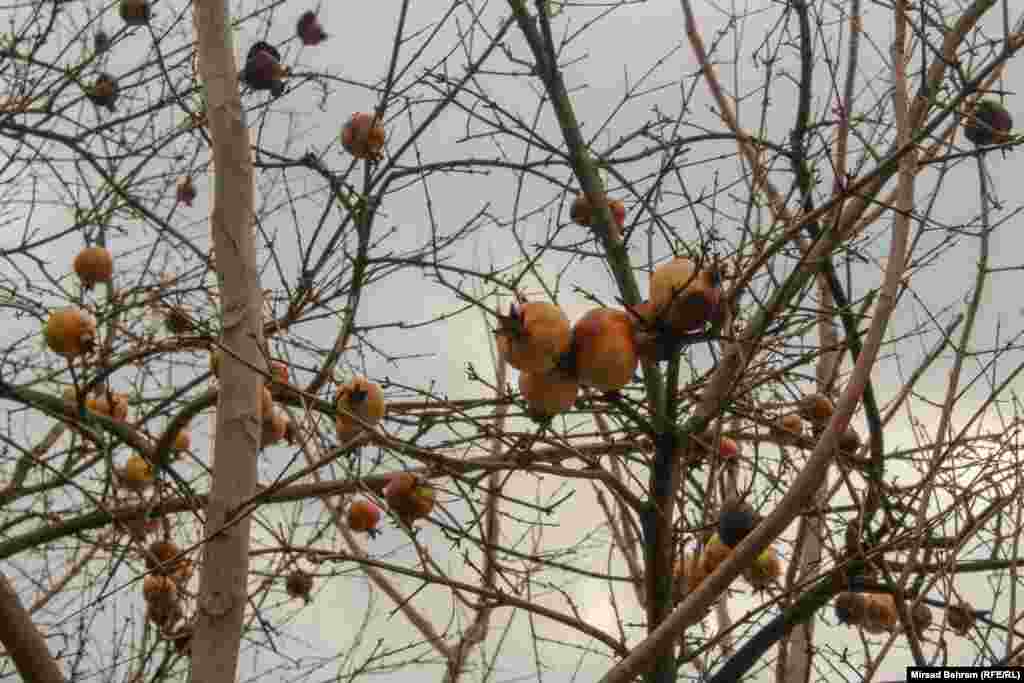Radi se i na očuvanju autohtonih, hercegovačkih, biljnih vrsta. Na slici je stablo šipka &ndash; biljke tipične za Hercegovinu.