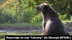 Medverezervátum Romániában (Képünk illusztráció) 