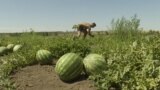 Ukraine - drones hit watermelon fields in Kherson region - screen grab