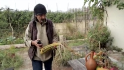 როგორ მოვიწიოთ ნაჯახების მოსავალი?