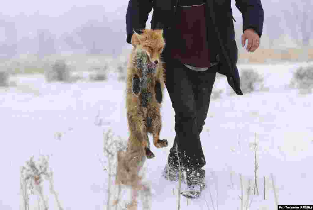Спасената лисица е върната в клетката ѝ.